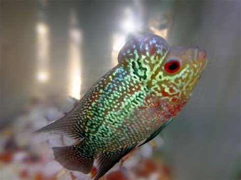 flowerhorn fish baby|More.